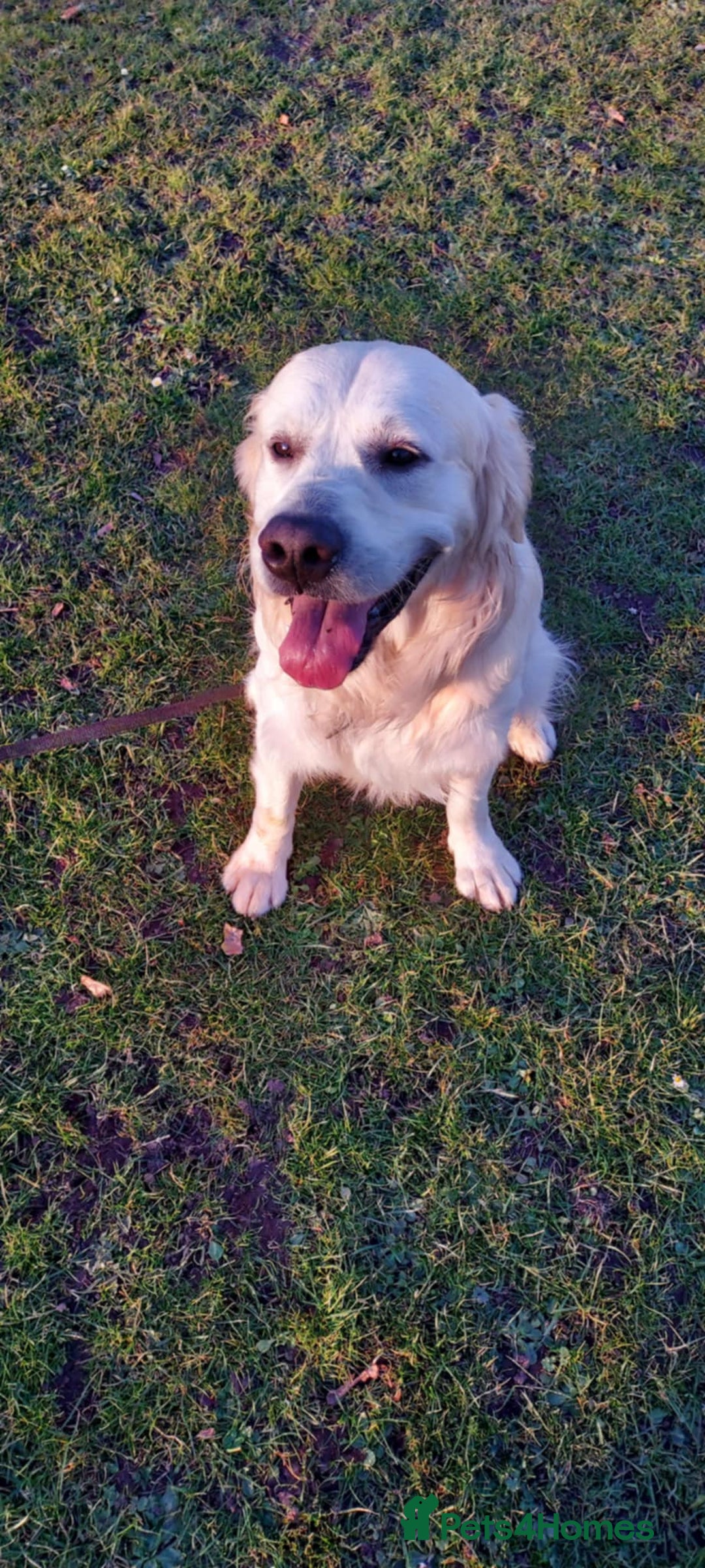 Golden Retriever dogs for sale: 🥰First Class kc Golen Retriever boys🥰 - Image 16