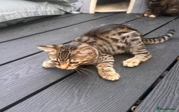 Savannah cats for sale: African bloodline, savanna kittens - Image 7
