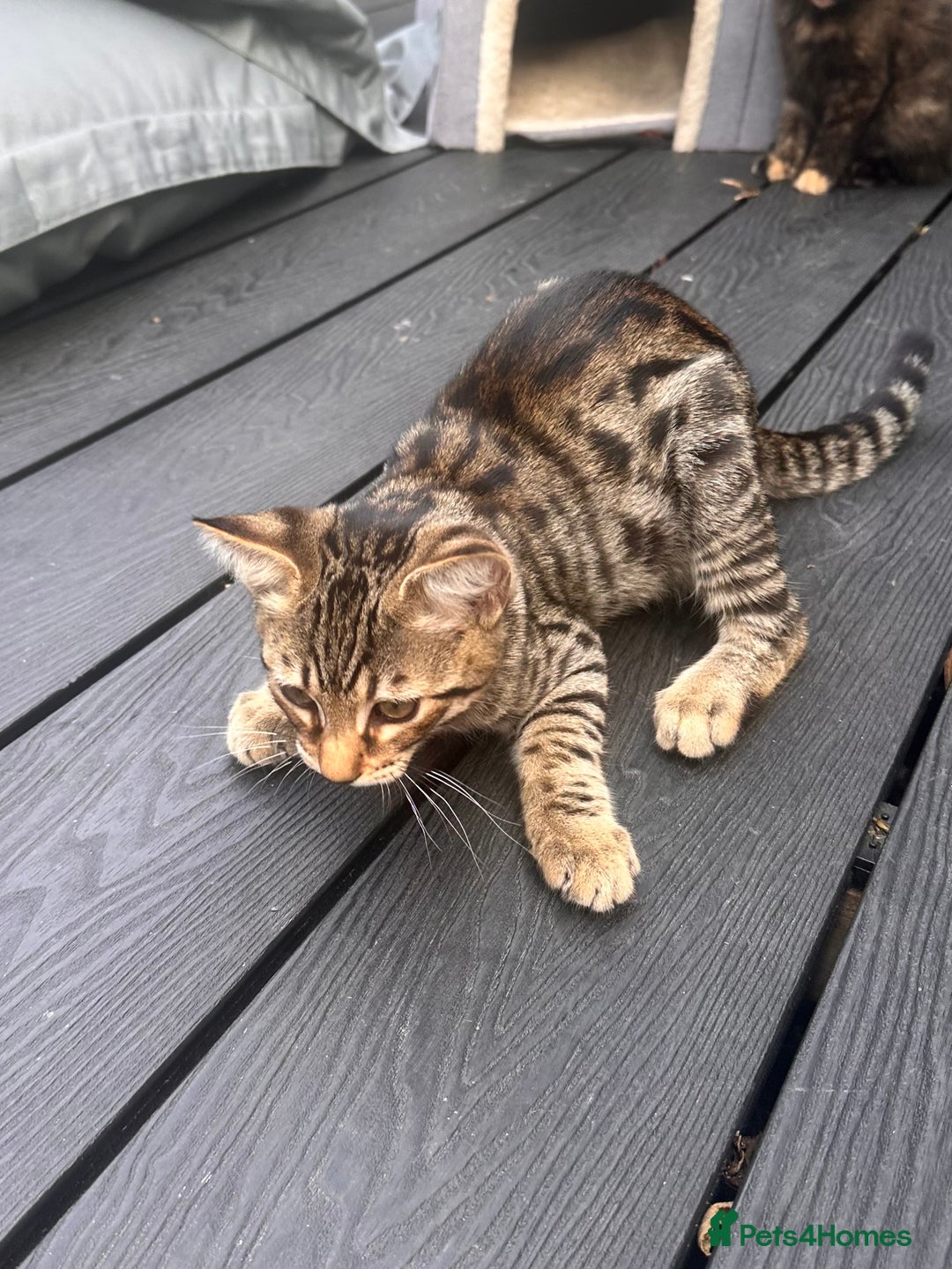 Savannah cats for sale: African bloodline, savanna kittens - Image 7