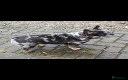 French Bulldog dogs for sale: 💝 DWKC registered champion bloodlines💖 - Image 10