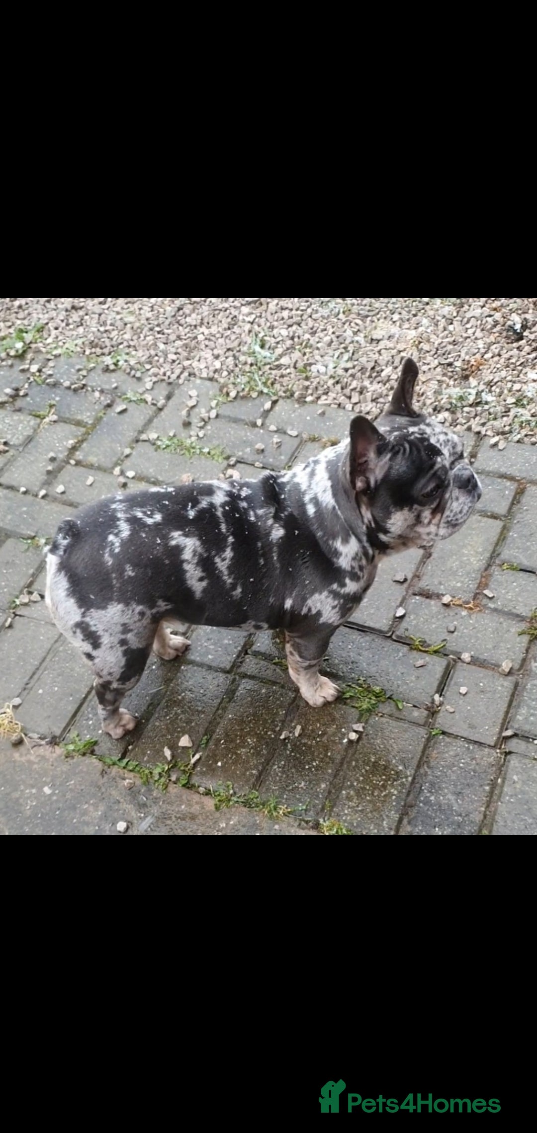 French Bulldog dogs for sale: 💝 DWKC registered champion bloodlines💖 - Image 10