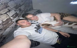 Mixed Breed dogs for sale: Looking to Rehome My Beautiful Girl, Lola - 2 yrs - Image 14