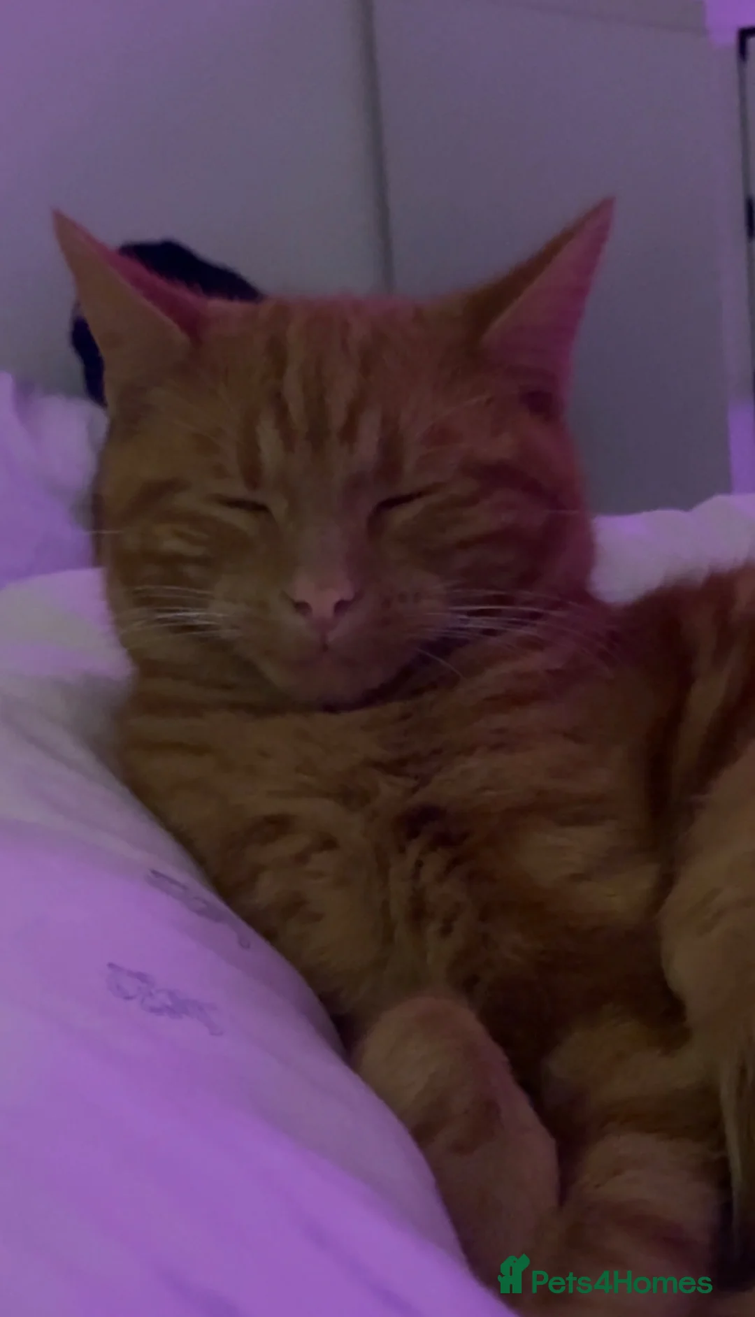 Domestic Shorthair cats for sale: beautiful ginger cat  - Advert 4