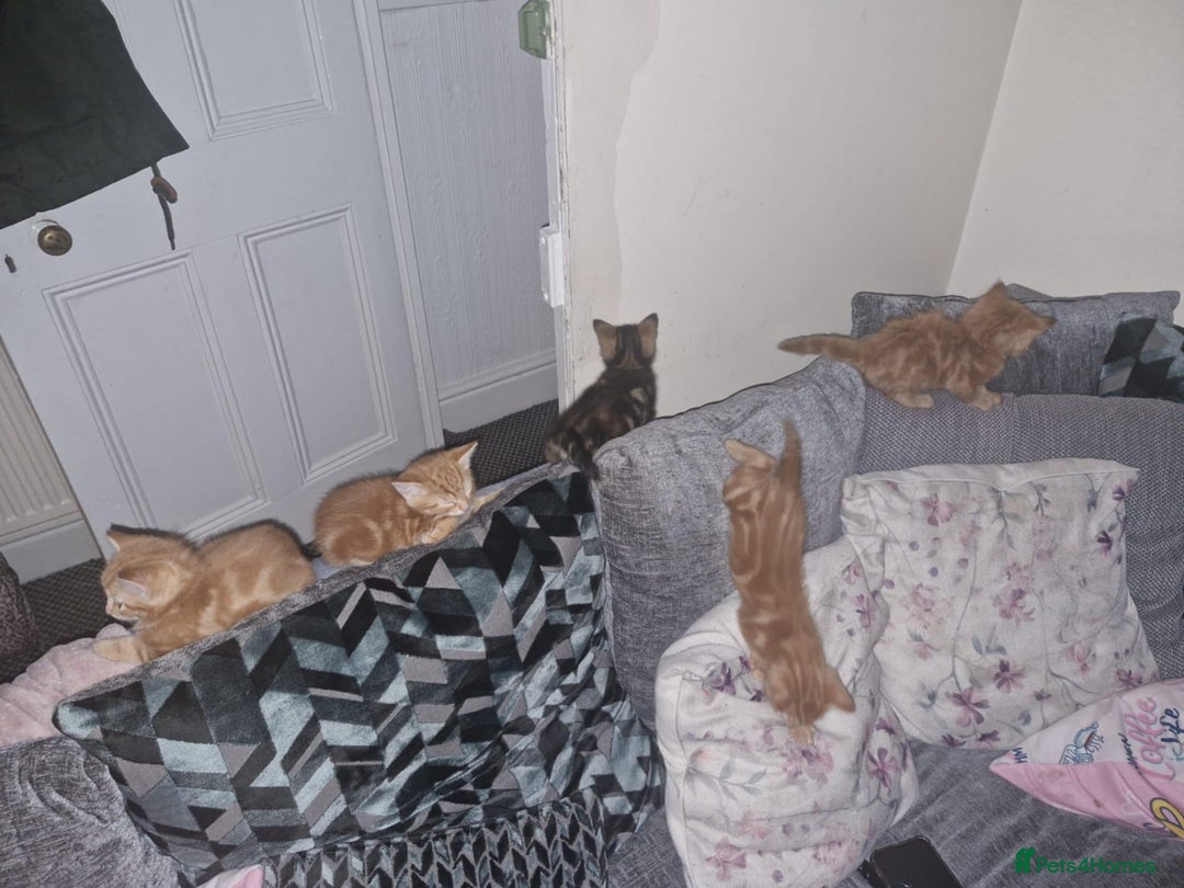American Shorthair cats for sale: Rare Ginger Female Kittens for sale - Image 1