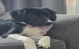 Sprollie dogs for sale: Beautiful Sprollie Girl - Image 1