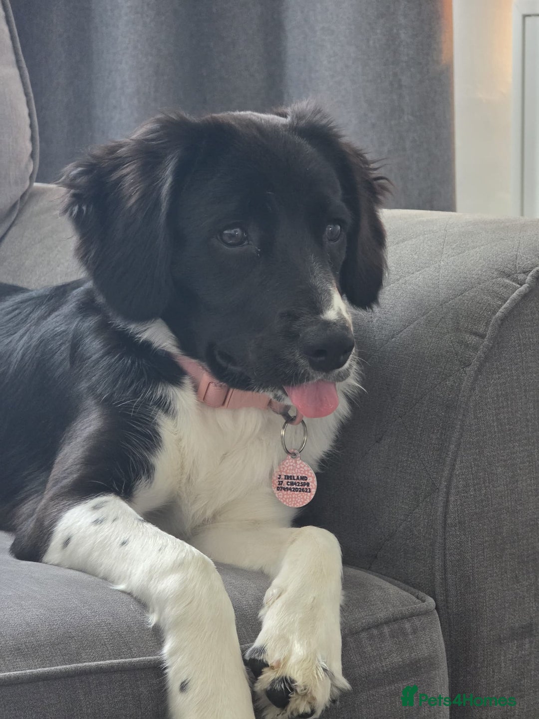 Sprollie dogs for sale: Beautiful Sprollie Girl - Image 1