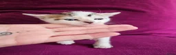 Mixed Breed cats for sale: Calico kittens  in London - Advert 9