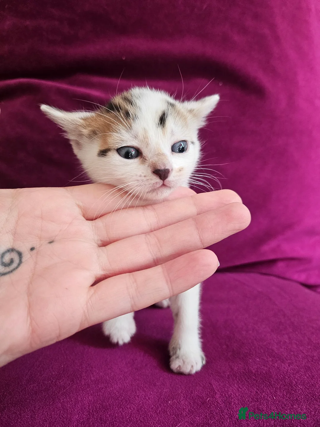 Mixed Breed cats for sale: Calico kittens  in London - Advert 9