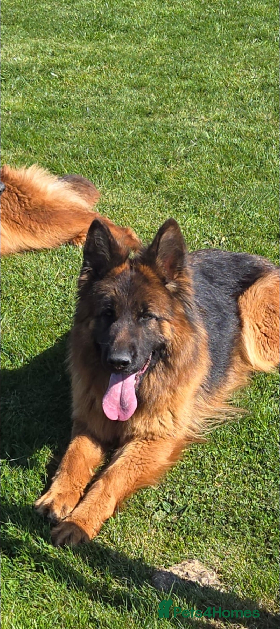 German Shepherd dogs for sale: One female left -QUALITY GSD PUPS LONG HAIR - Advert 7