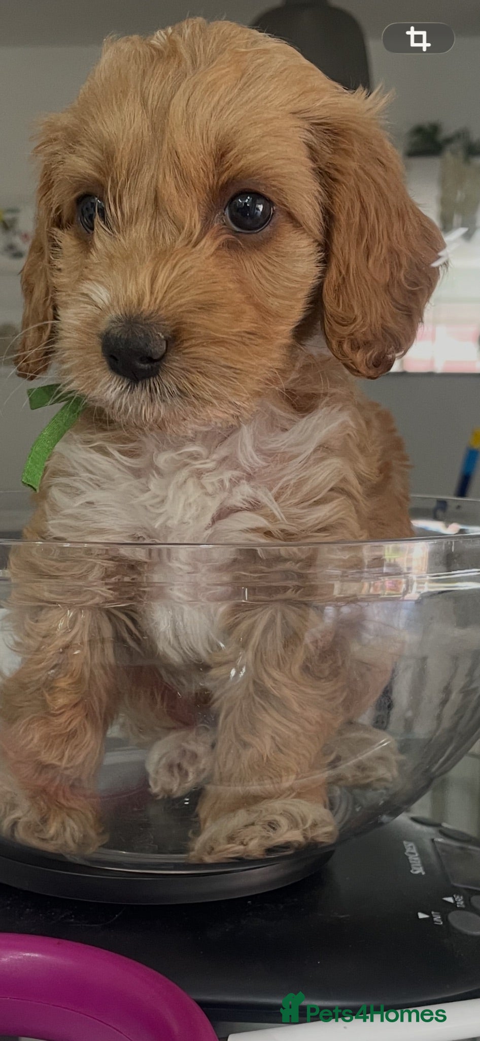 Cockapoo dogs F1 beautiful litter red and apricot  - Advert 8