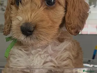 Cockapoo dogs F1 beautiful litter red and apricot - Advert 8