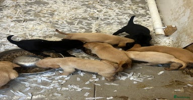Labrador Retriever dogs - Advert 2