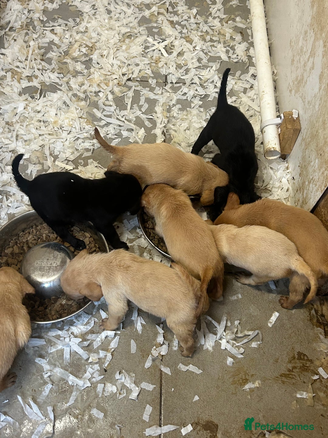 Labrador Retriever dogs for sale: 5⭐️kc reg Labrador puppies⭐️ - Image 3