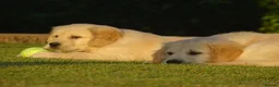 Golden Retriever dogs for sale: Golden Retriever Puppies in Armagh - Advert 14