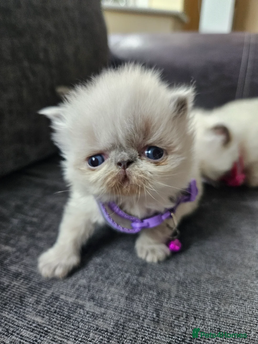 Persian cats for sale: 😻Stunning Pedigree Persian Kittens 😻 - Advert 7