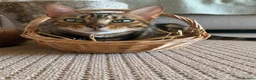 Bengal cats for sale: Exceptional Bengal Heritage Kittens in Llangammarch Wells - Advert 6