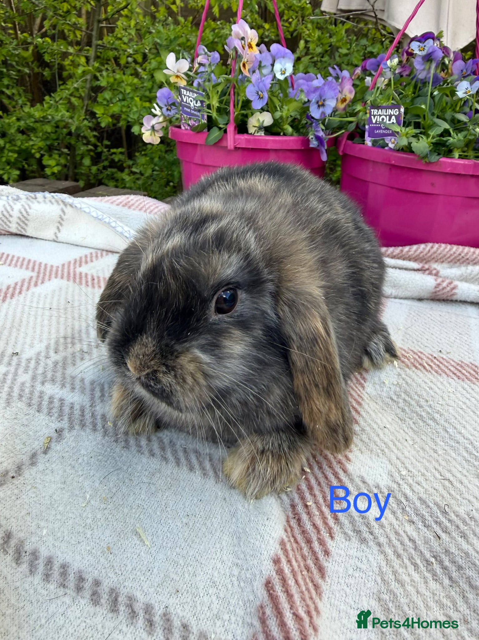 Mini Lop rabbits Mini lop babies - Advert 17