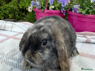 Mini Lop rabbits Mini lop babies - Advert 17
