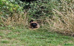 Belgian Shepherd Dog dogs for sale: Malinois Puppy for Sale - Pure, Healthy, KC Regist - Image 11