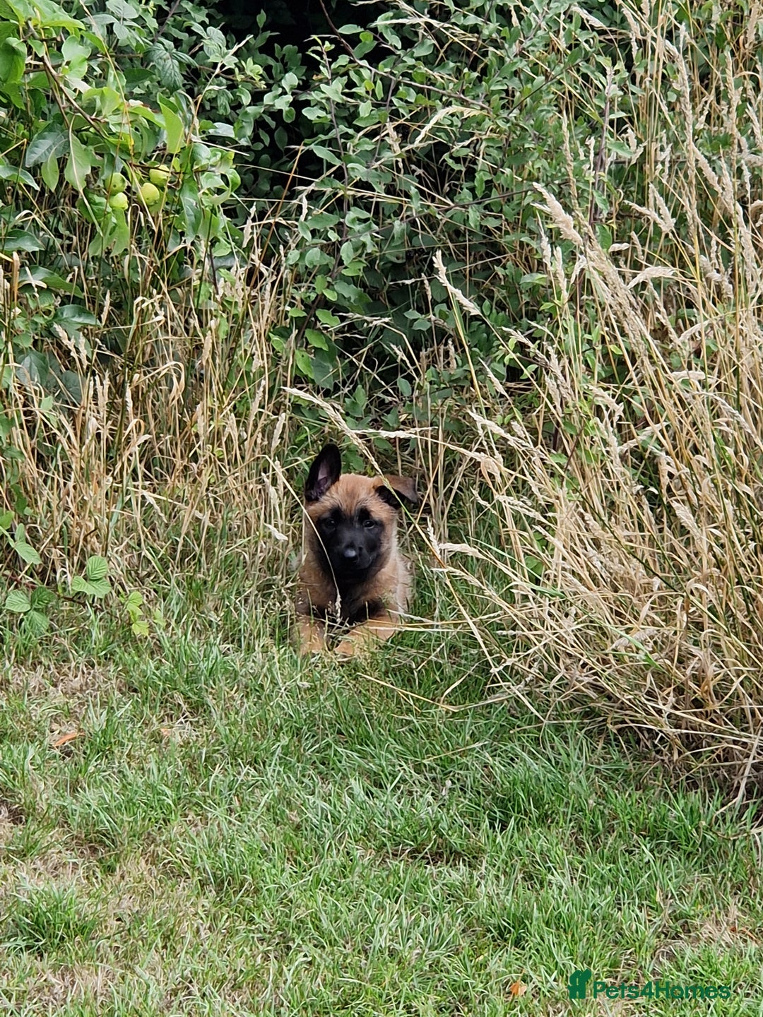 Belgian Shepherd Dog dogs for sale: Malinois Puppy for Sale - Pure, Healthy, KC Regist - Image 11