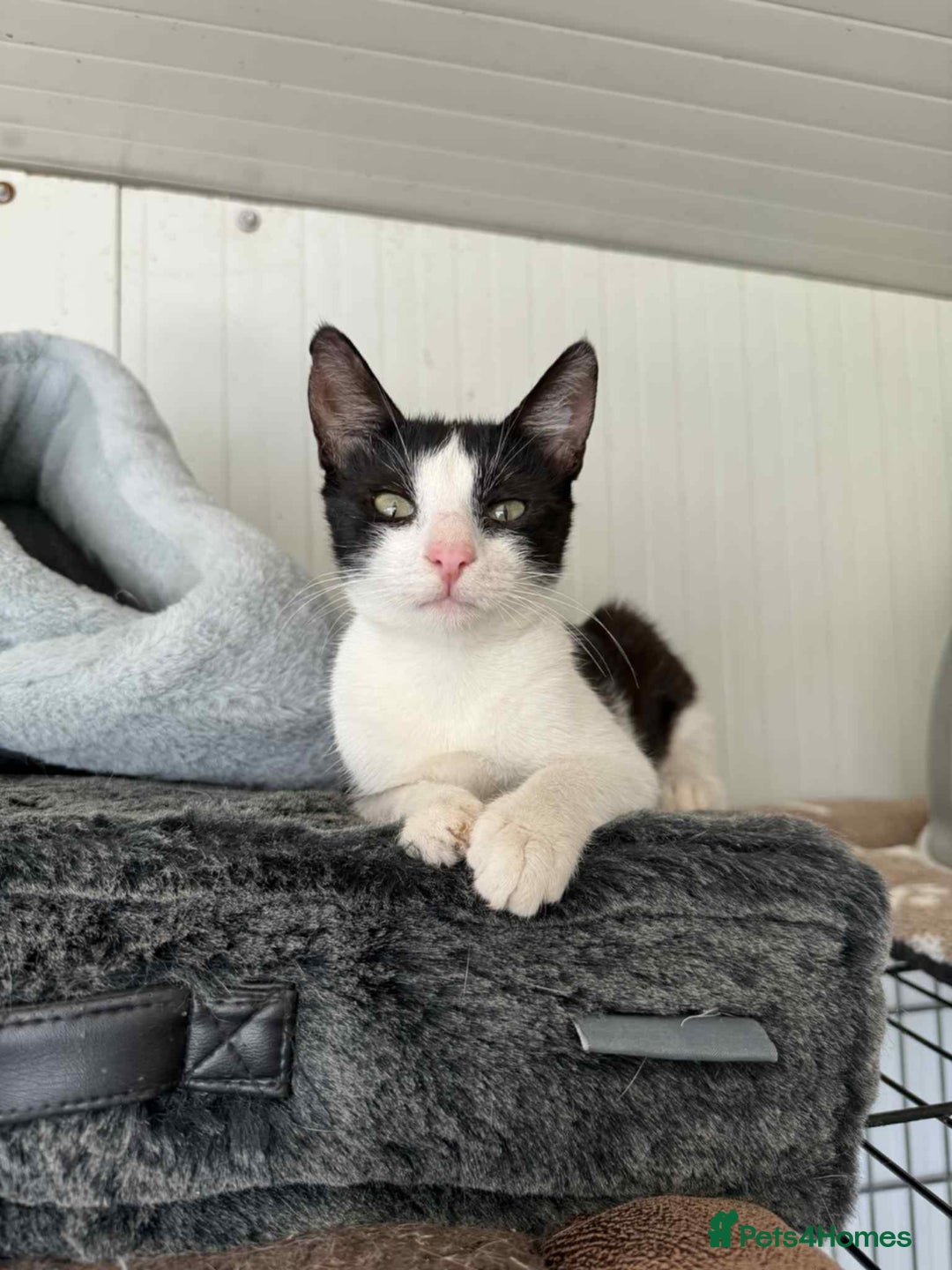 Mixed Breed cats for adoption: Ava. Norwich Norfolk  - Image 1