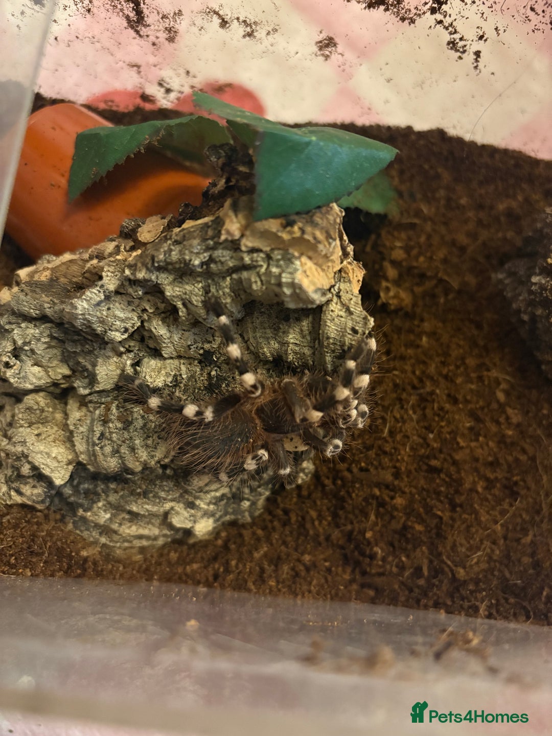 Tarantulas invertebrates for sale: Giant white knee and white striped birdeater  - Advert 3