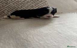 Cavapoochon dogs for sale: 🐶Exceptional cavapoochon pup's🐶 - Advert 13