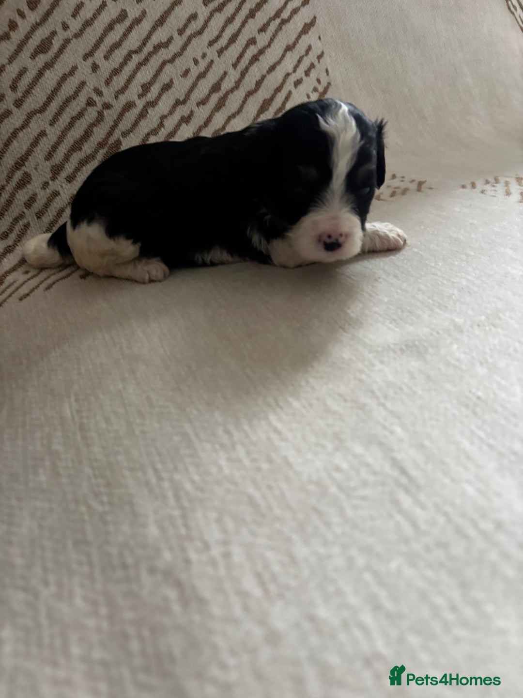 Cavapoochon dogs for sale: 🐶Exceptional cavapoochon pup's🐶 - Advert 13