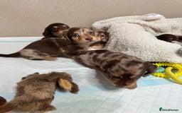 Miniature Dachshund dogs for sale: Miniature Long Haired Dachshund **Last Boy** in Saint Helens - Image 22