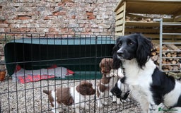 English Springer Spaniel dogs for sale: Heavily marked traditional working ESS - Image 7