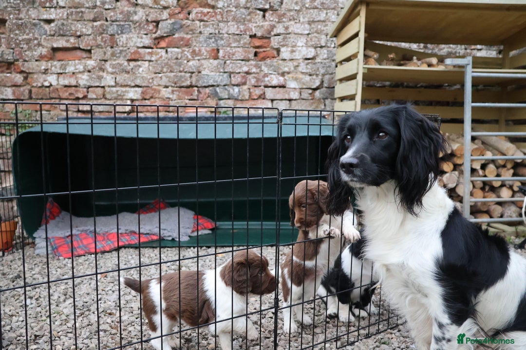 English Springer Spaniel dogs for sale: Heavily marked traditional working ESS - Image 7