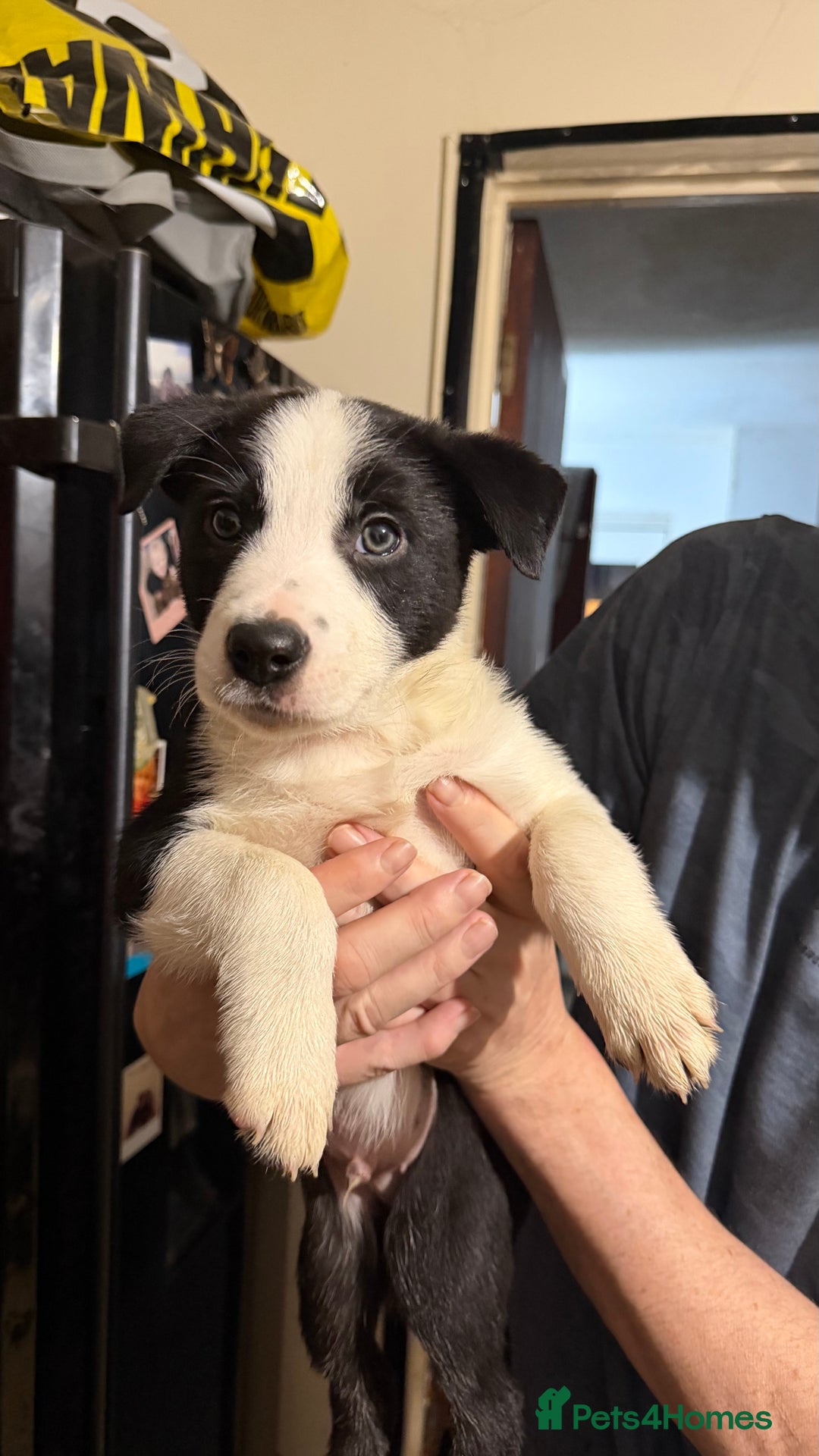Border Collie dogs for sale: 2 border collie boys - Advert 2