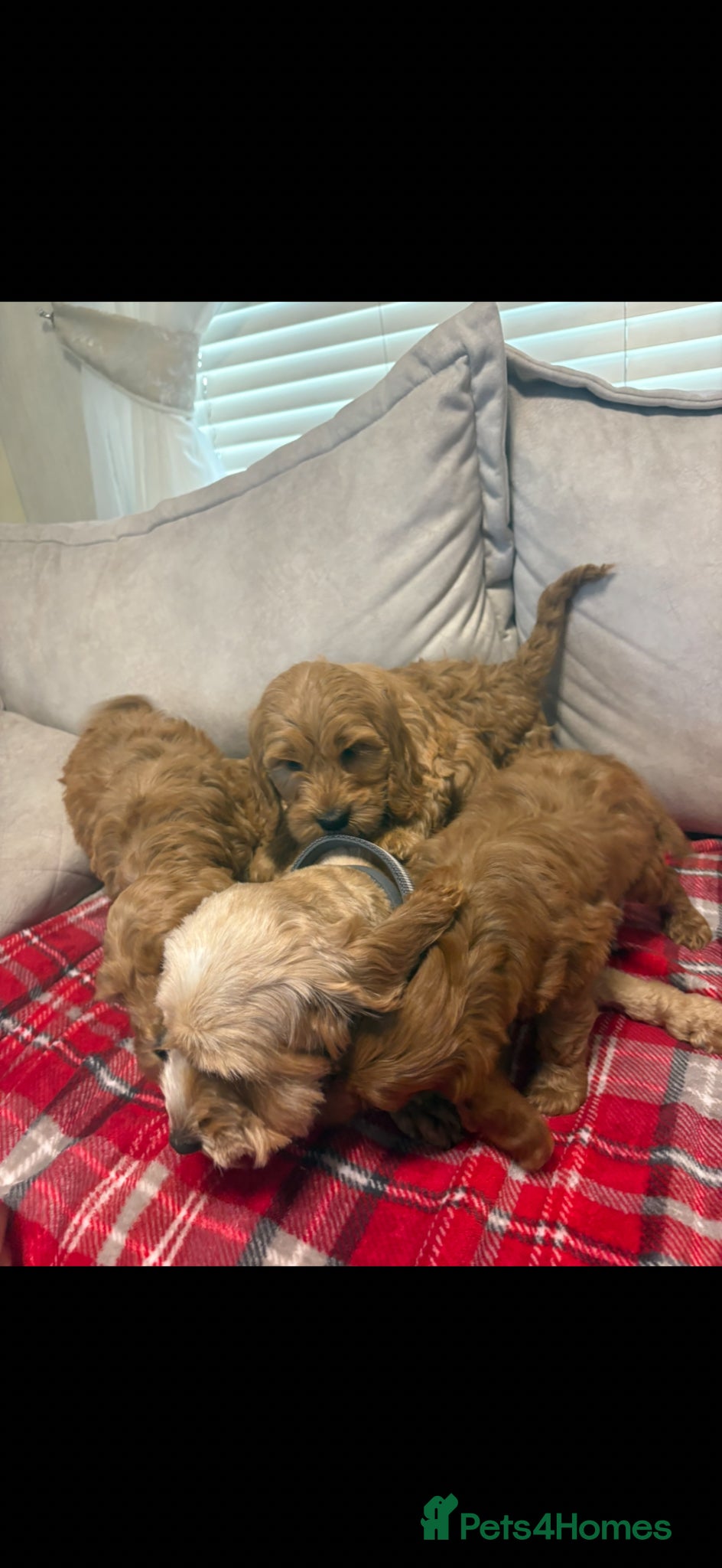 Cockapoo dogs for sale: Stunning red F1b cockapoo puppy’s ready to go  - Advert 4