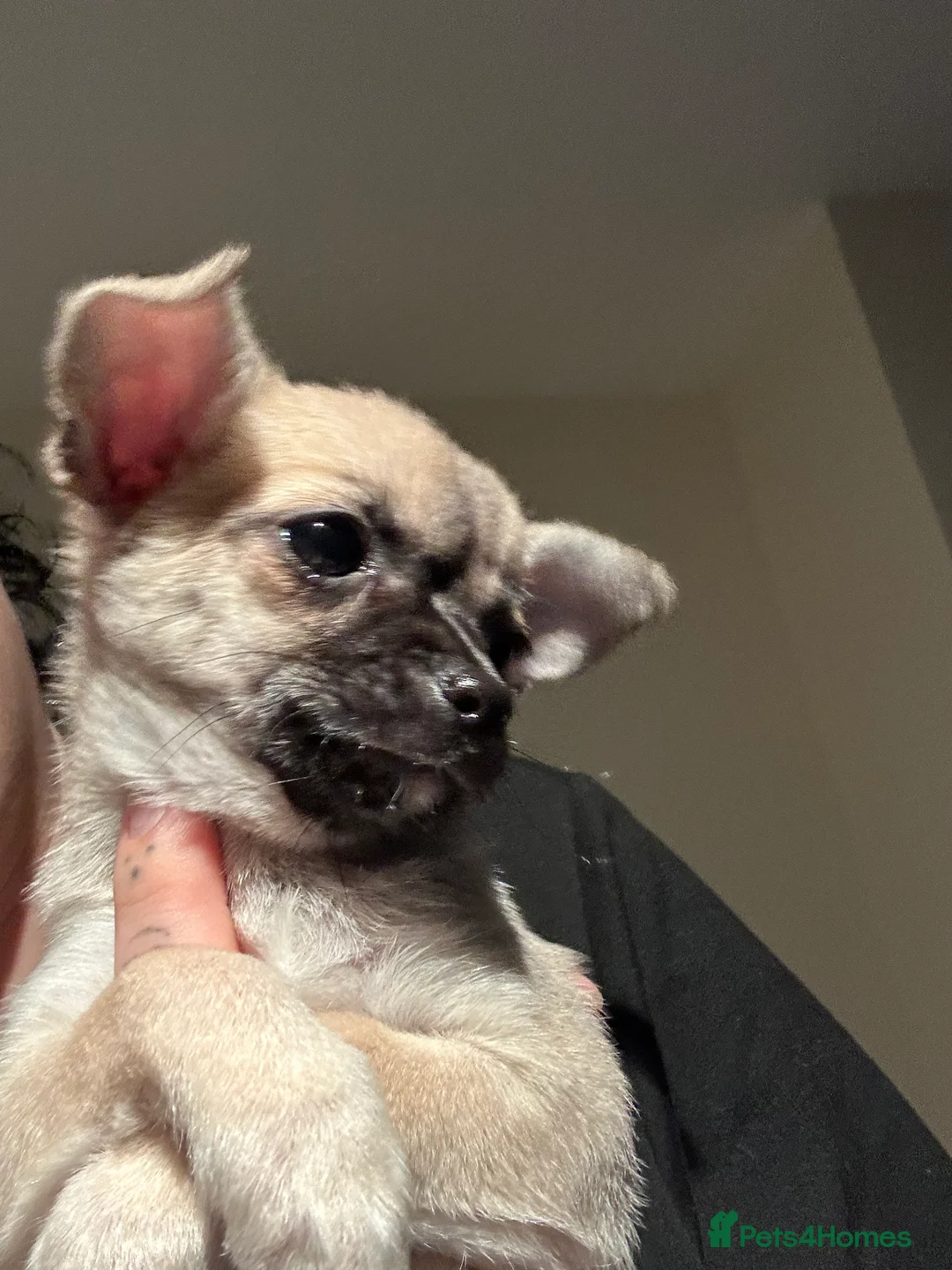 Mixed Breed dogs for sale: Chi x looking for loving home - Advert 5