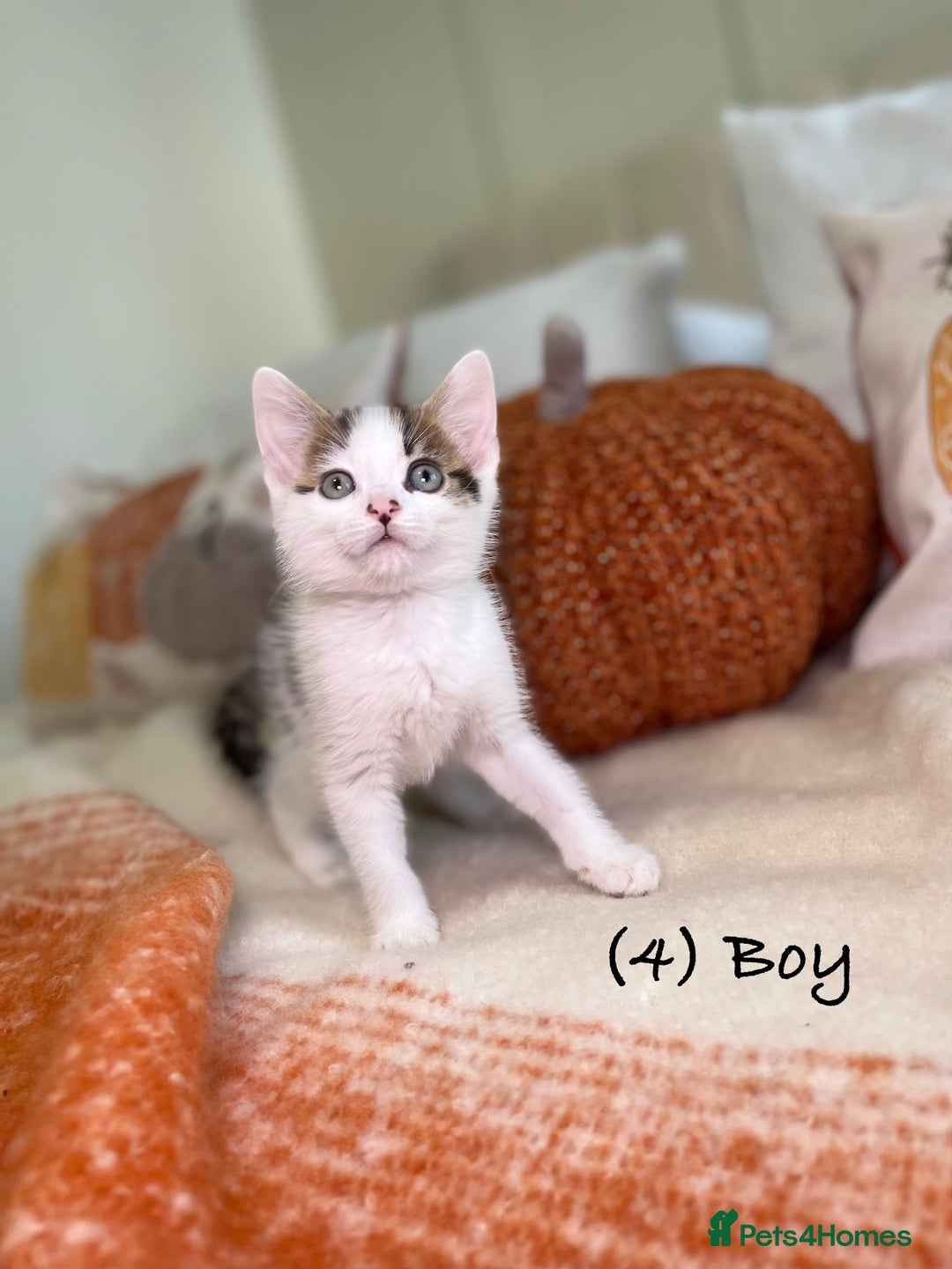 Mixed Breed cats for sale: Beautiful kittens 8 weeks old ready now  - Image 14