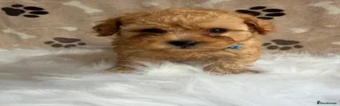 Maltipoo 4