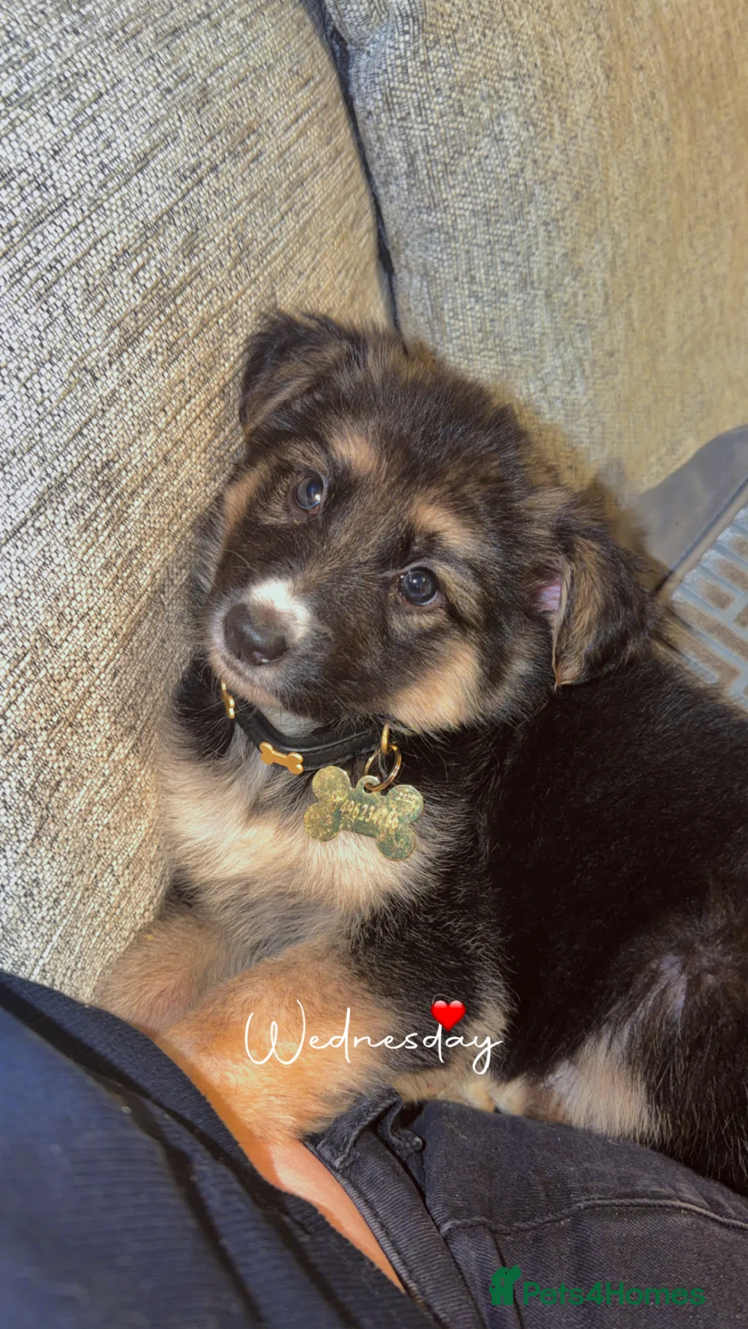 German Shepherd dogs for sale: KC REG GSD GIRL PUP 8 WEEKS OLD READY NOW⭐️✨ - Advert 1