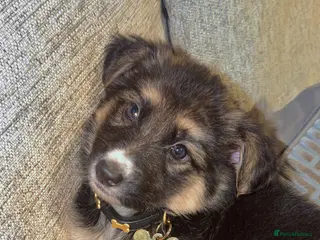 German Shepherd dogs KC REG GSD GIRL PUP 8 WEEKS OLD READY NOW⭐️✨ - Advert 1