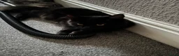 Maine Coon cats for sale: Maine Coon for Halloween! - Advert 4