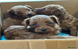 Cockapoo dogs for sale: Stunning litter of Red FIB cockapoo Girls  - Image 10