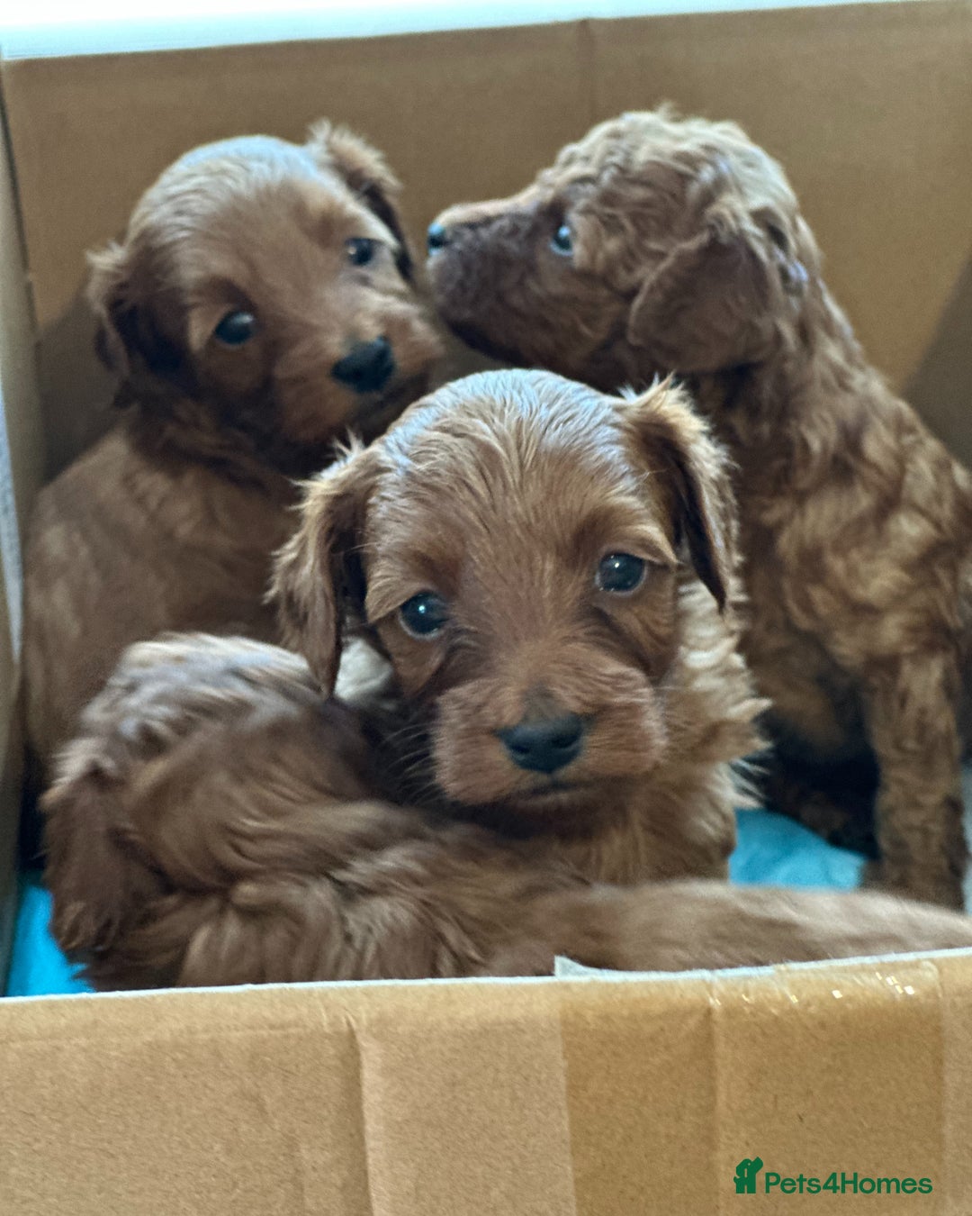 Cockapoo dogs for sale: Stunning litter of Red FIB cockapoo Girls  - Image 10