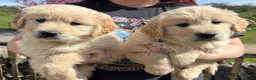 Golden Retriever dogs for sale: Stunning Golden Retriever Puppies For Sale  - Advert 6