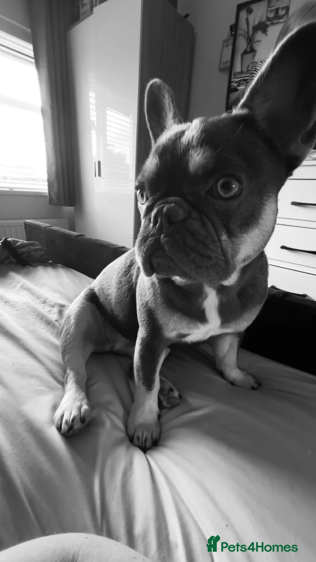 French Bulldog dogs for sale: Female French bulldog  in Nottingham - Advert 3
