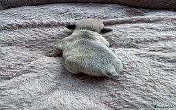 French Bulldog dogs for sale: Litter of mixed colour French bulldog puppies  - Advert 27