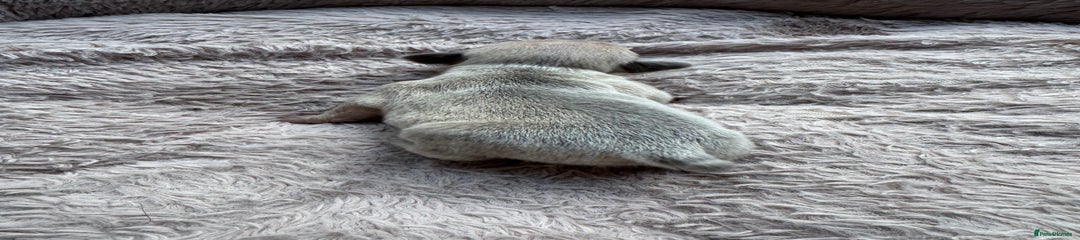 French Bulldog Puppy 7