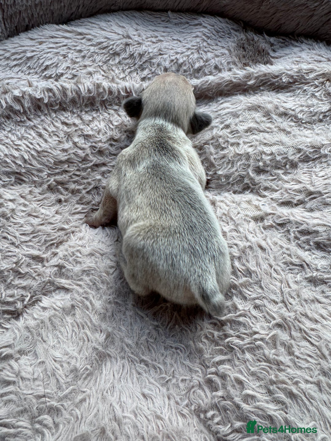 French Bulldog dogs for sale: Litter of mixed colour French bulldog puppies  - Advert 27