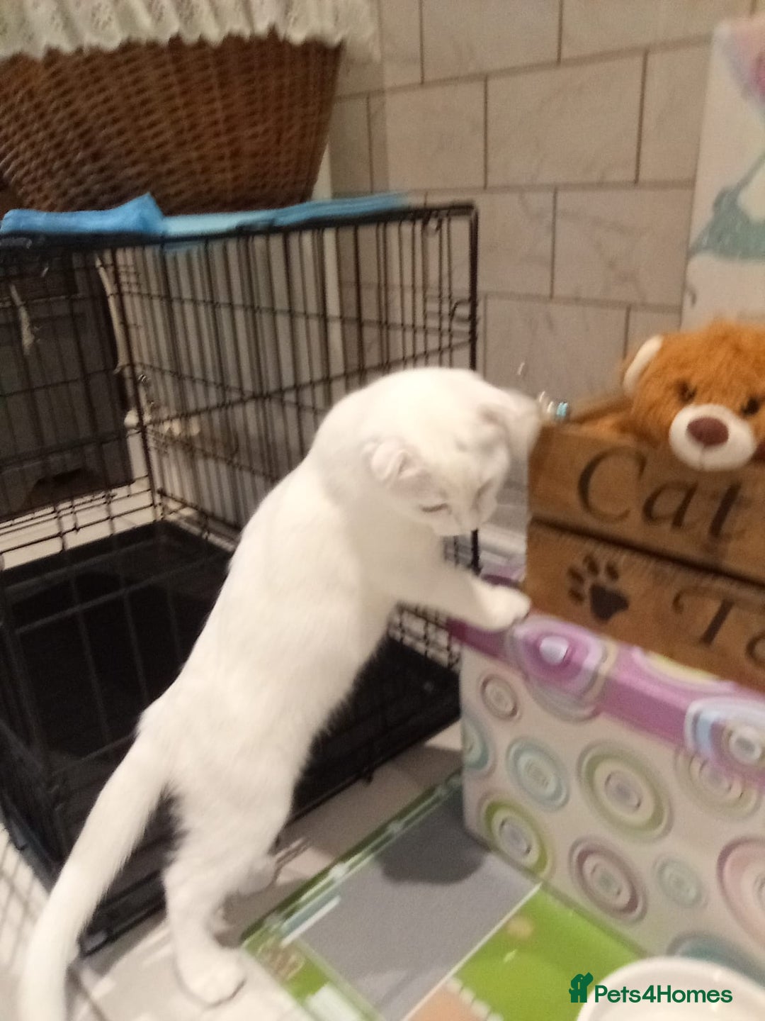 Scottish Fold cats for sale: 1 cutie cream folded girl & 1 straight cream  girl - Image 3