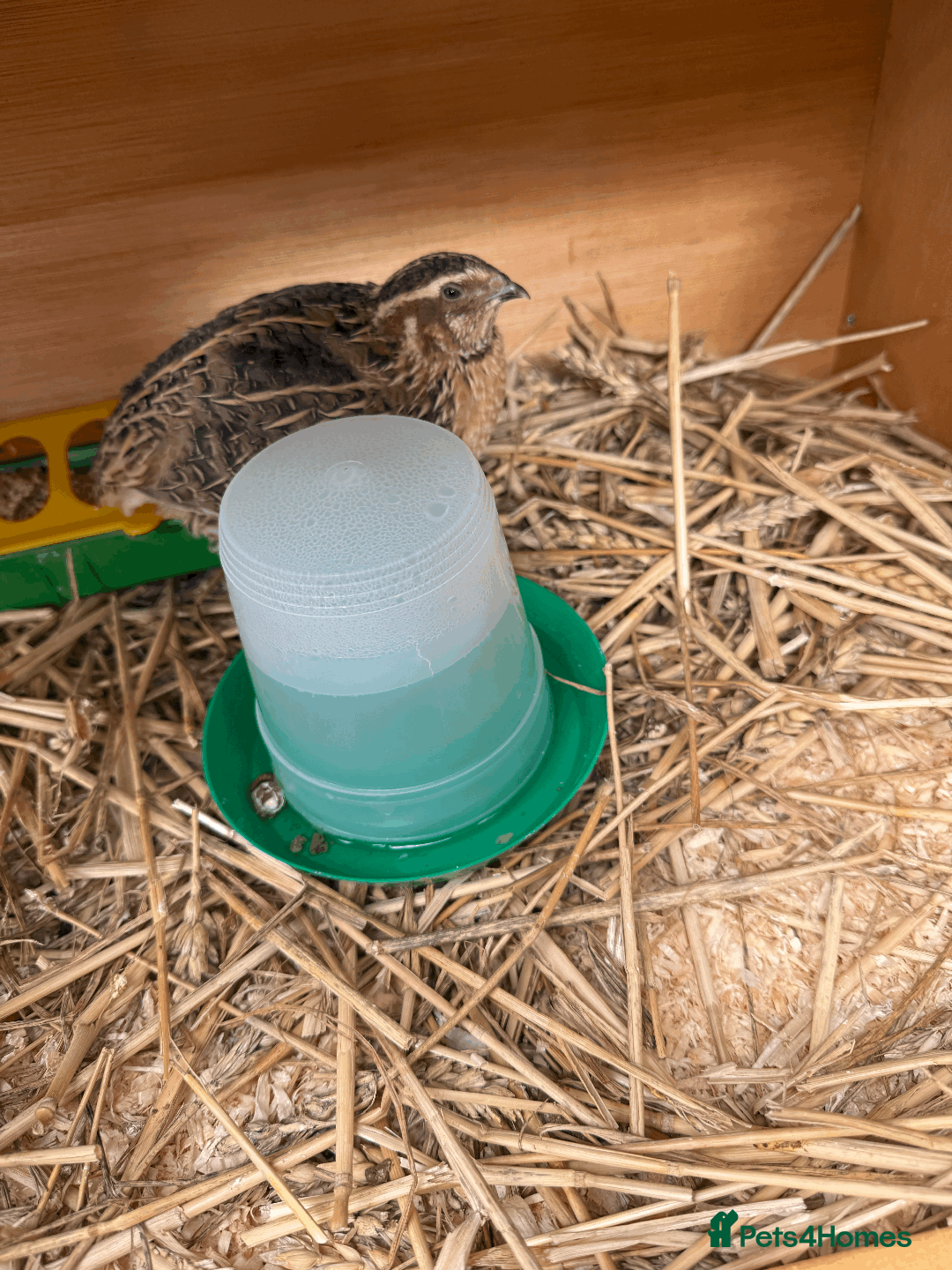Quail poultry for sale: MALE COTURNIX QUAIL FOR SALE - 10 WEEK OLD  - Image 2