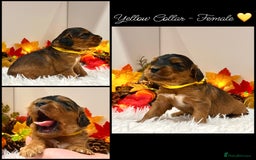 Cockapoo dogs for sale: 🌟Rare Red Sable F1B Mini Cockapoo’s🌟 DNA CLEAR ✅ - Image 5