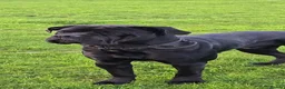 Cane Corso dogs for sale: Male Cane Corso black 18 months old - Advert 2